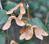 Acer obtusifolium