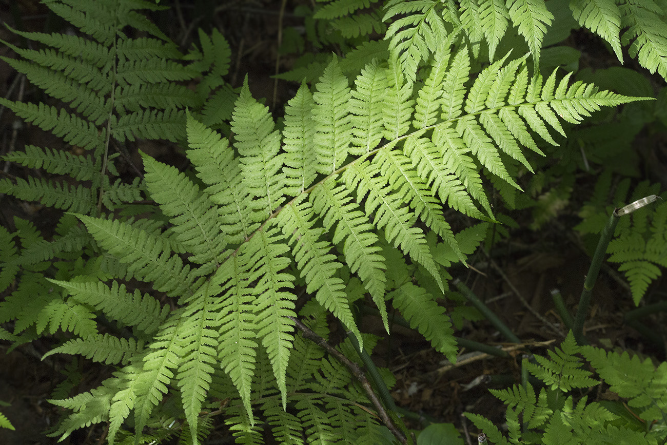 Image of Athyrium filix-femina specimen.