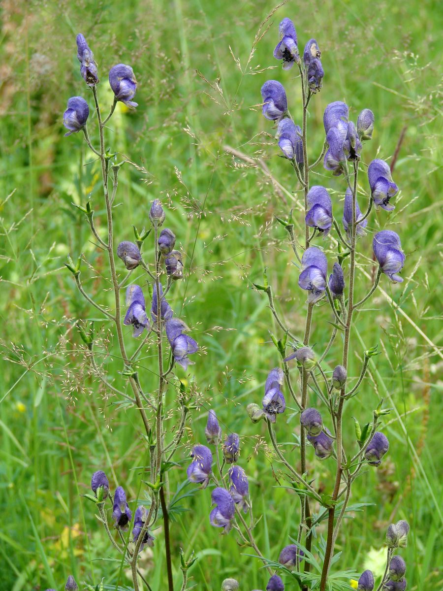 Изображение особи Aconitum baicalense.