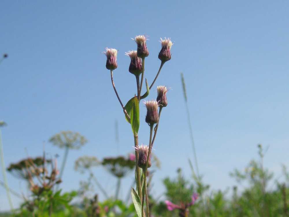 Изображение особи Erigeron kamtschaticus.