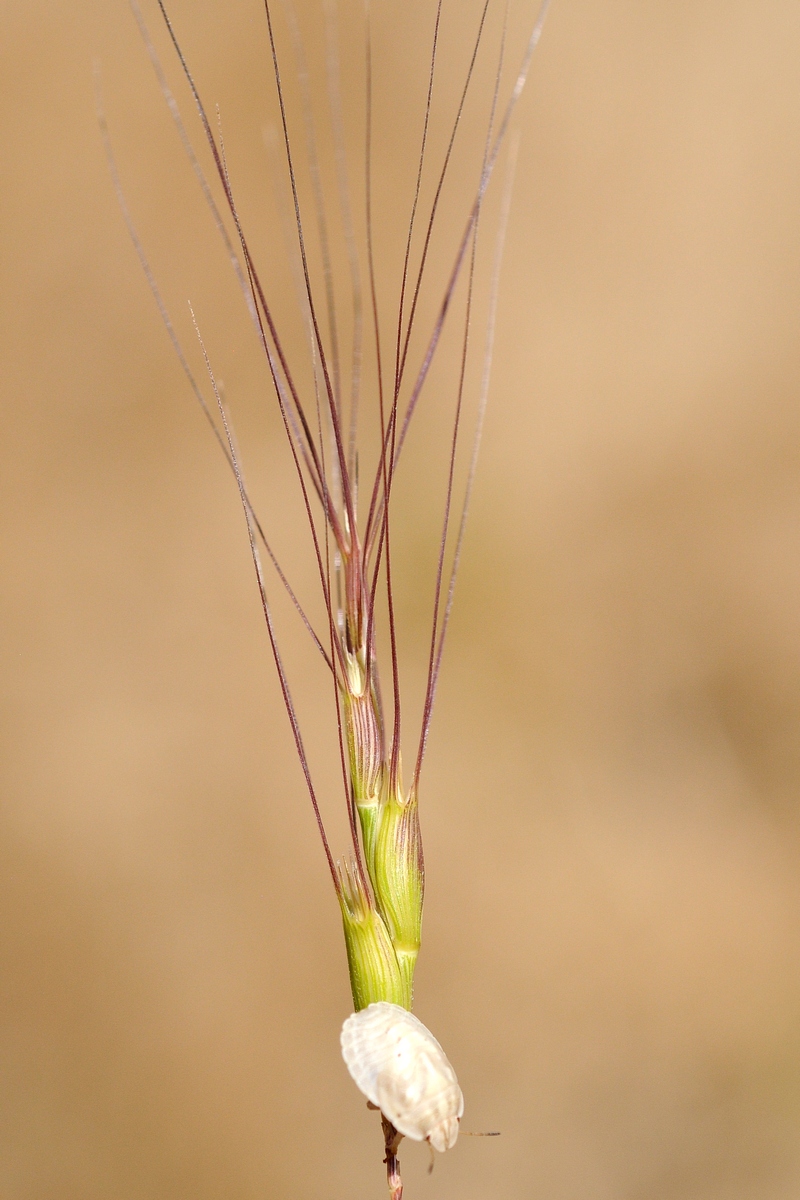 Изображение особи Aegilops triuncialis.