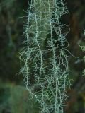 Usnea longissima