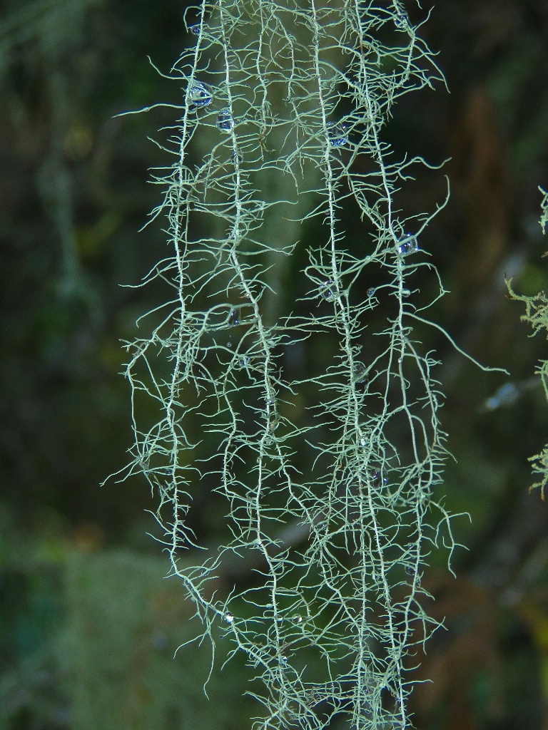 Image of Usnea longissima specimen.