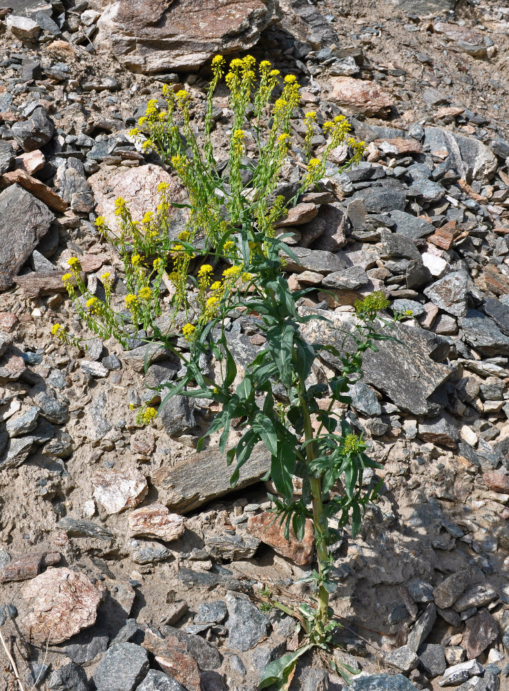 Image of Isatis costata specimen.