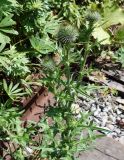 Cirsium vulgare