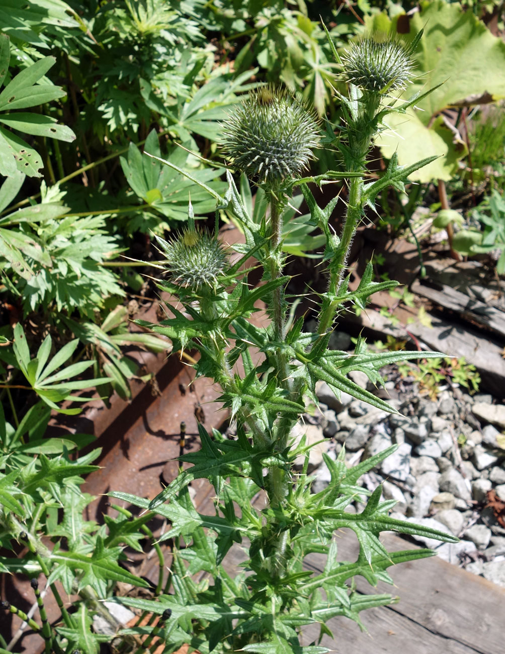Image of Cirsium vulgare specimen.