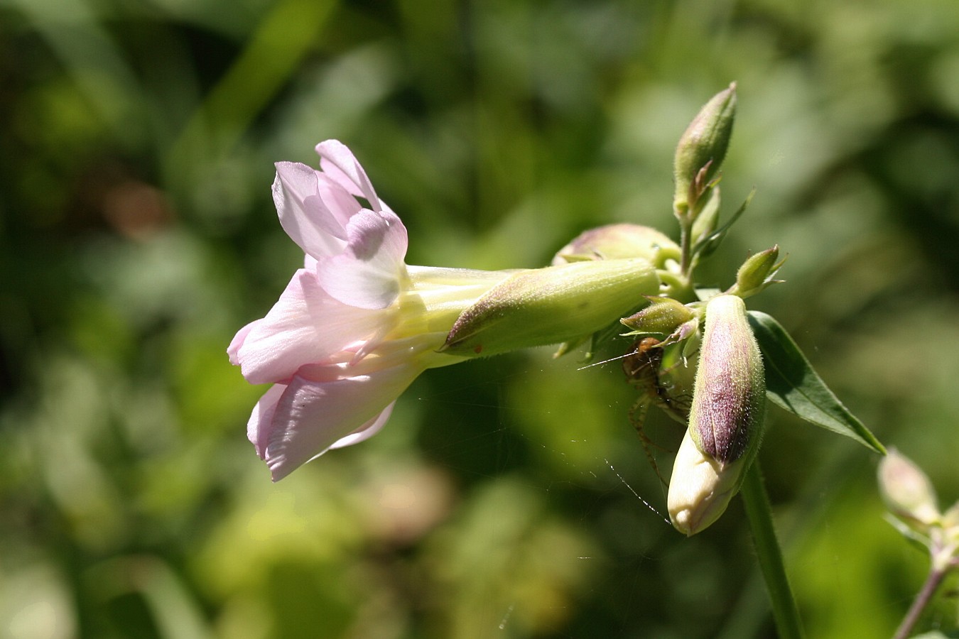 Image of Saponaria officinalis f. pleniflora specimen.