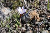 Crocus hartmannianus