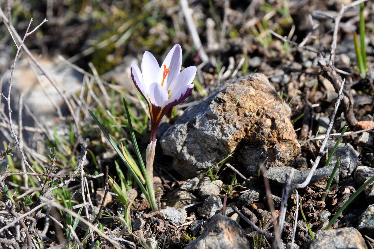 Изображение особи Crocus hartmannianus.