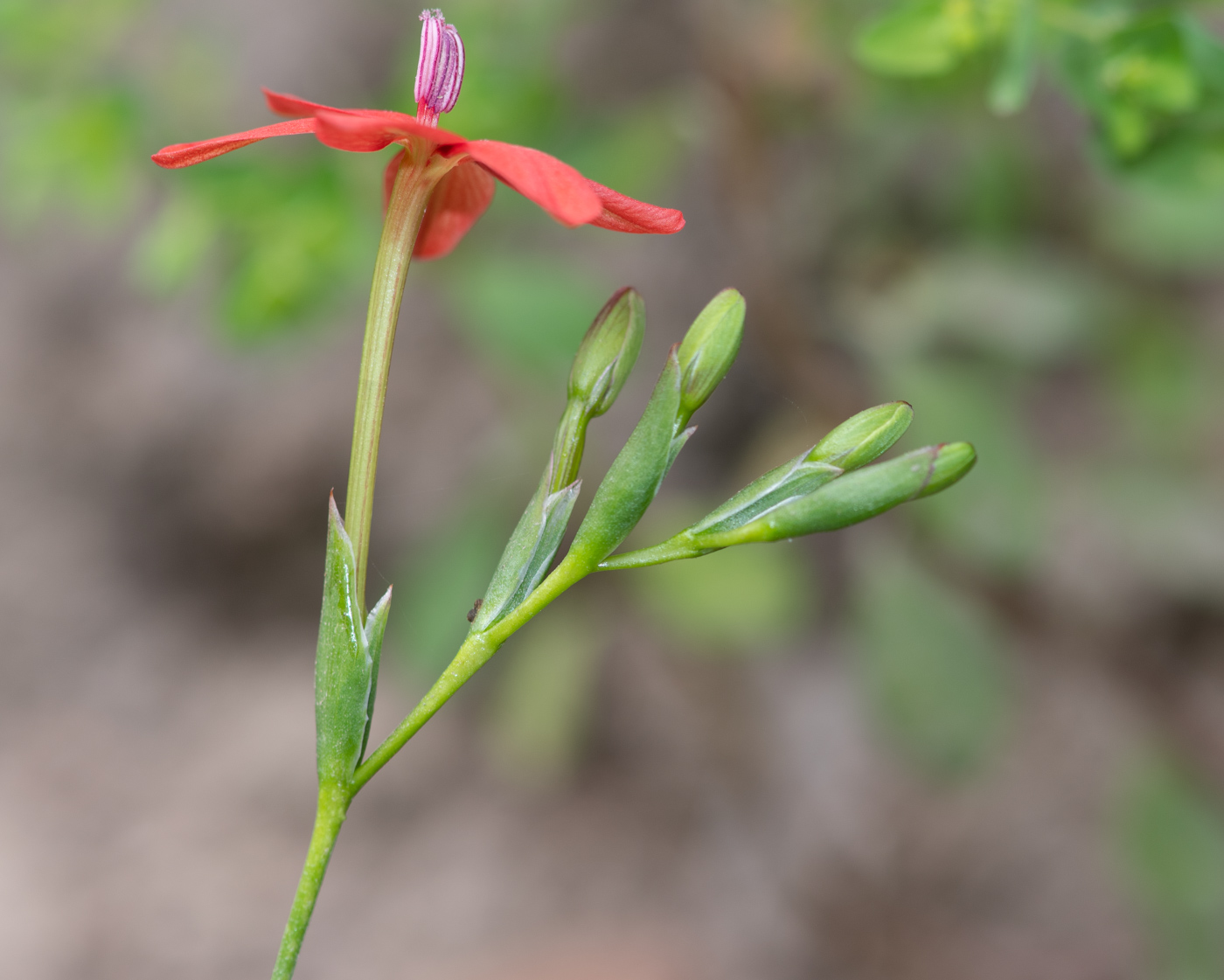 Изображение особи Freesia laxa.