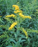 Solidago gigantea