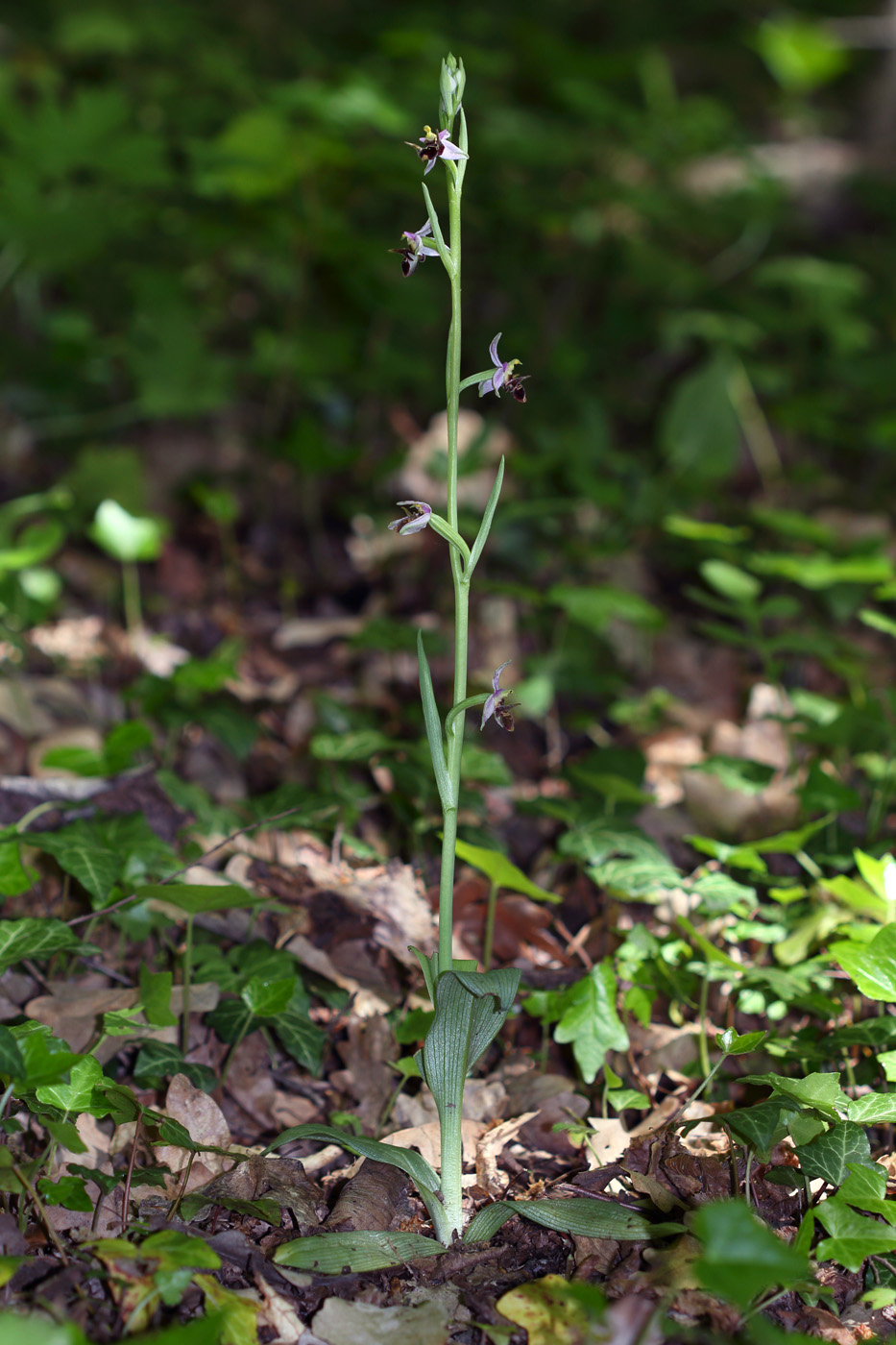 Изображение особи Ophrys oestrifera.