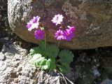 Primula minkwitziae