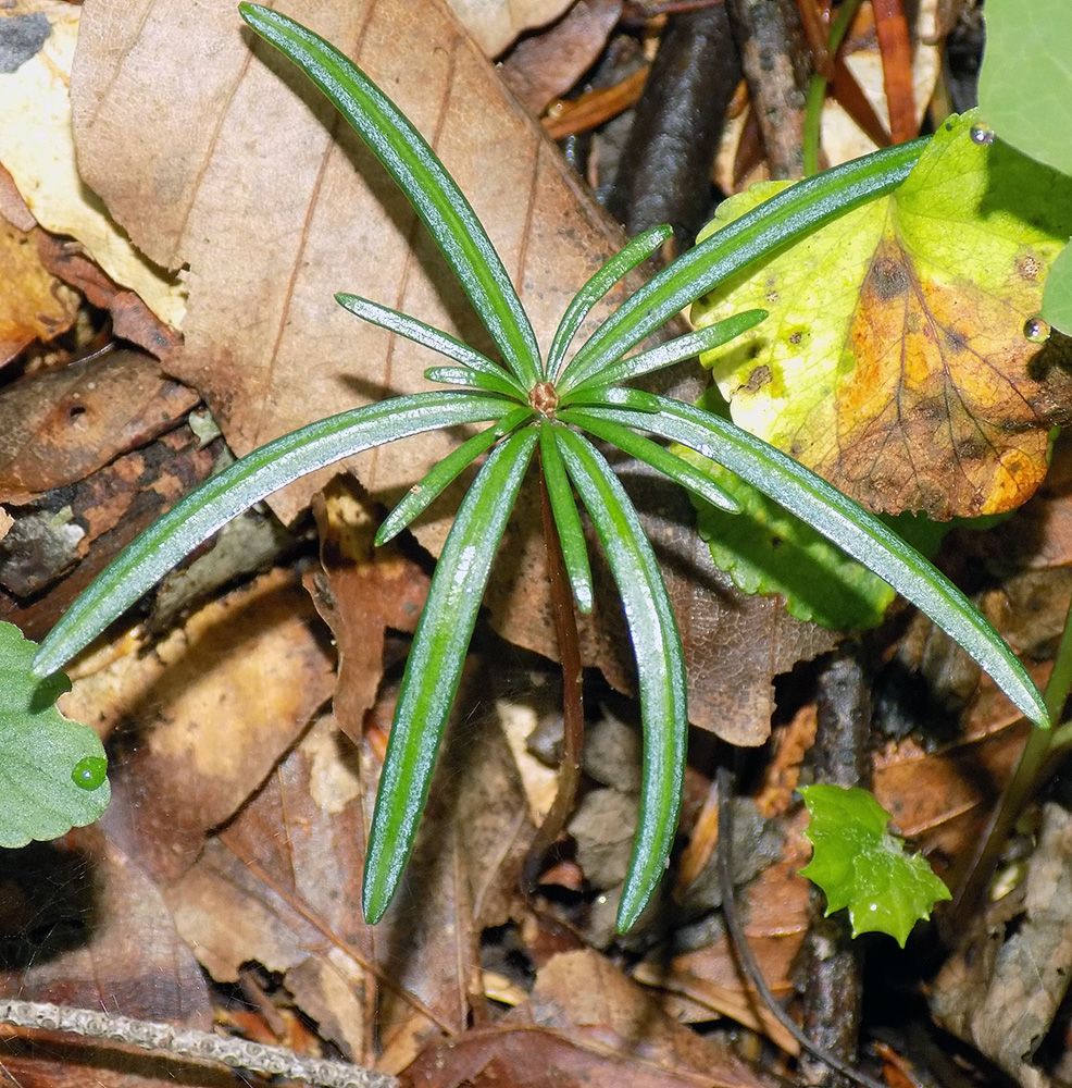 Image of Abies nordmanniana specimen.