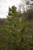 Solenanthus biebersteinii. Цветущее растение. Крым, Бахчисарайский р-н, луг в лиственном лесу на левом берегу р. Сары-Узень. Начало мая 2010 г.