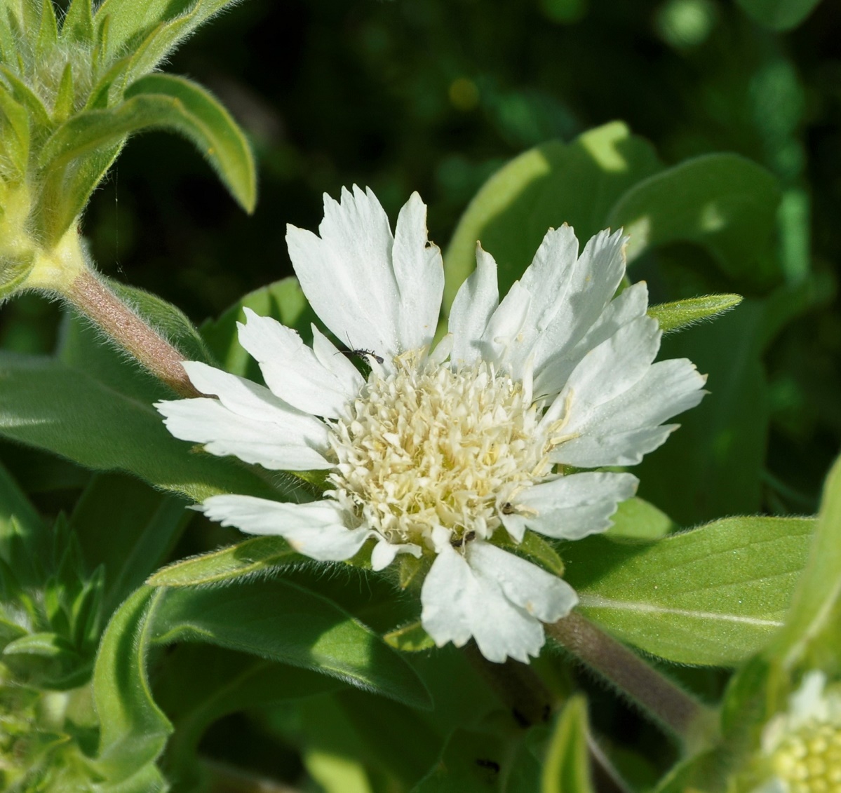 Image of Lomelosia prolifera specimen.