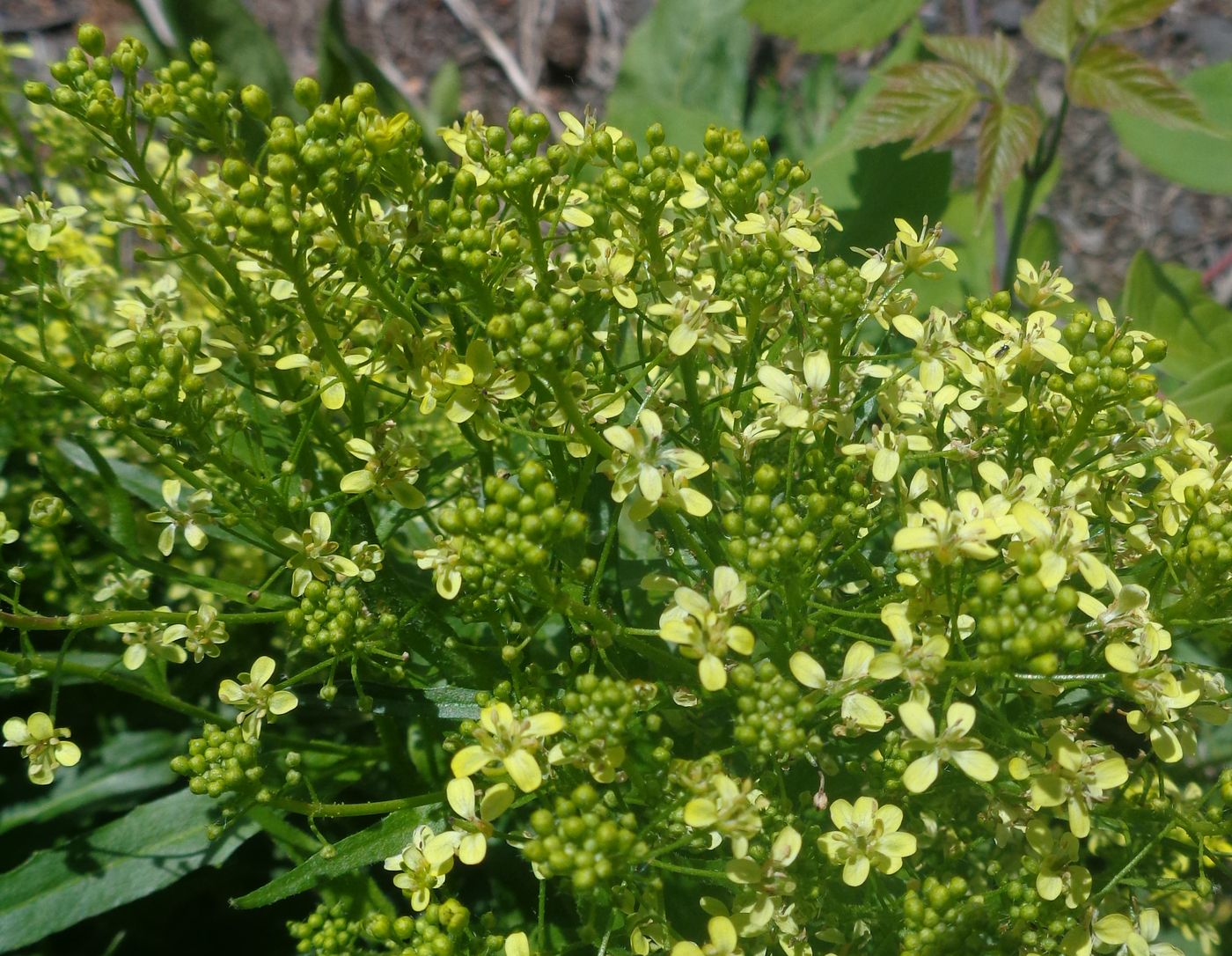 Image of Bunias orientalis specimen.