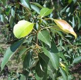 Populus longifolia