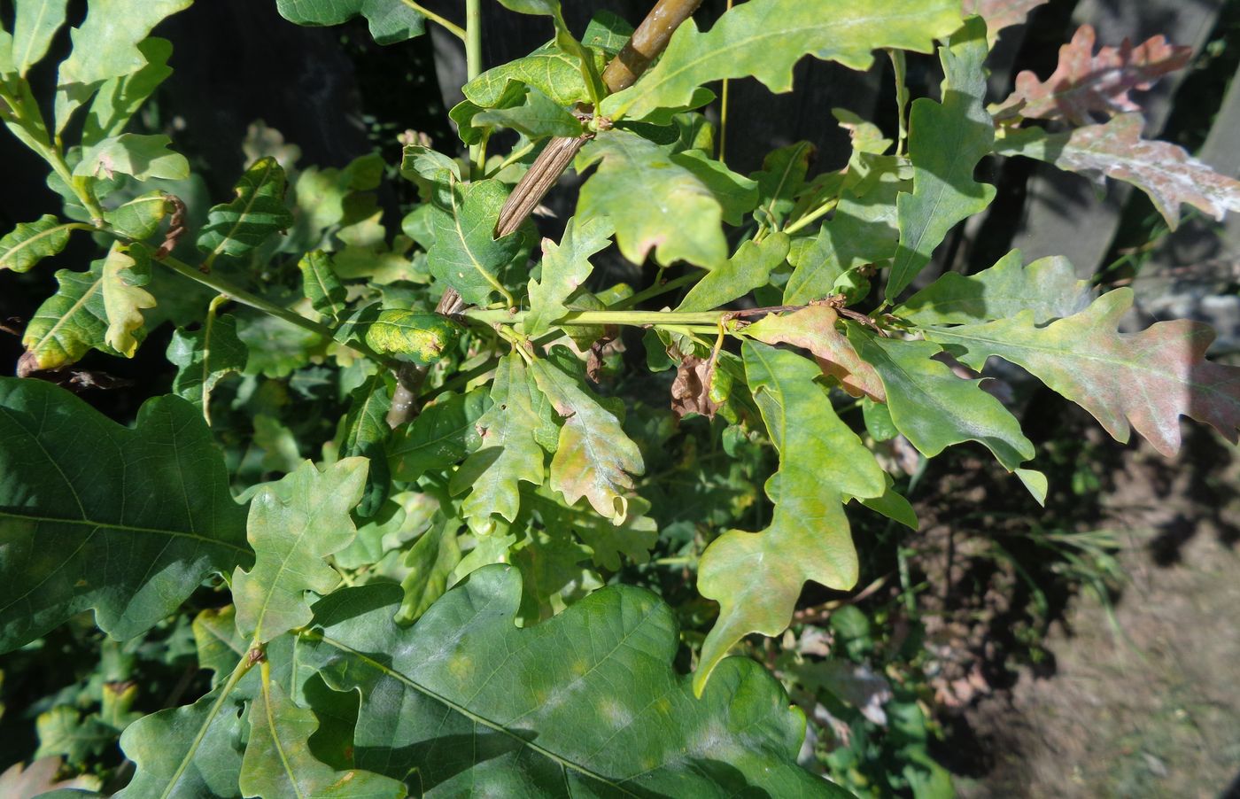 Изображение особи Quercus robur.