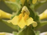 Bellardia trixago