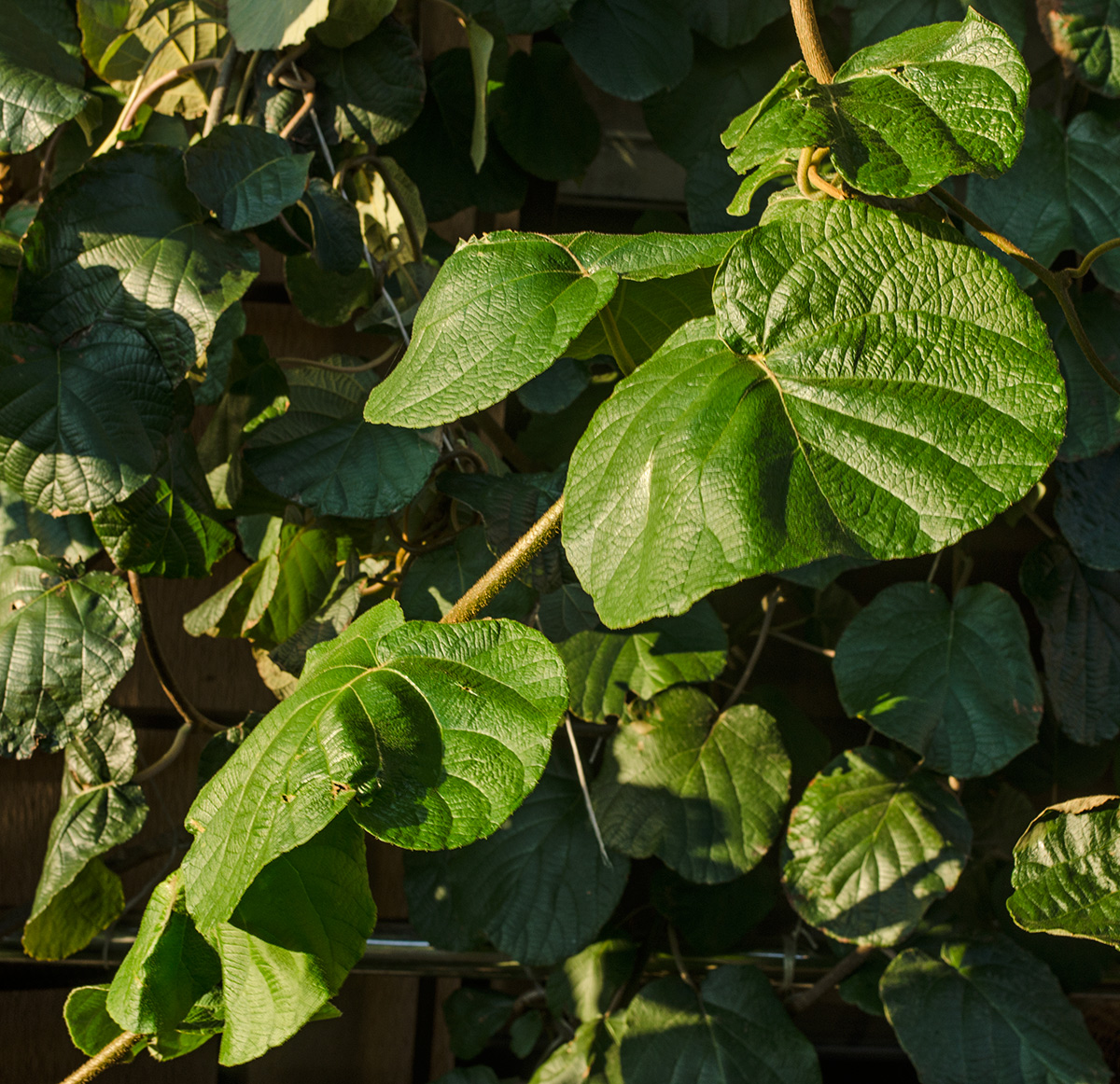 Изображение особи Actinidia chinensis var. deliciosa.