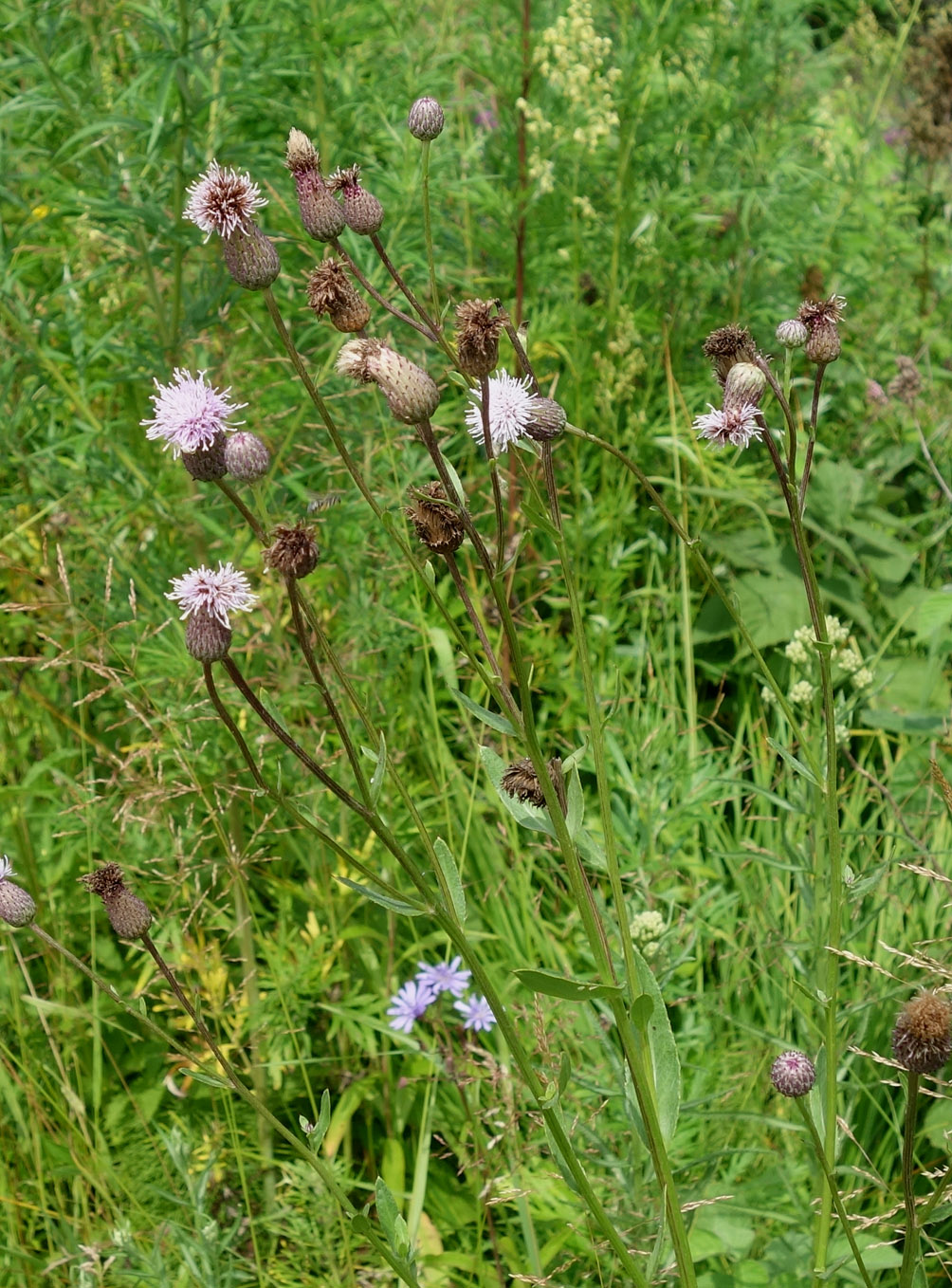 Image of Cirsium setosum specimen.