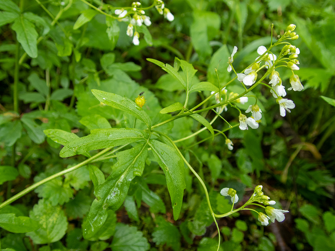 Изображение особи Cardamine amara.