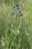 Anchusa azurea