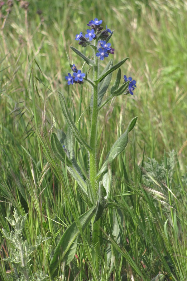 Изображение особи Anchusa azurea.