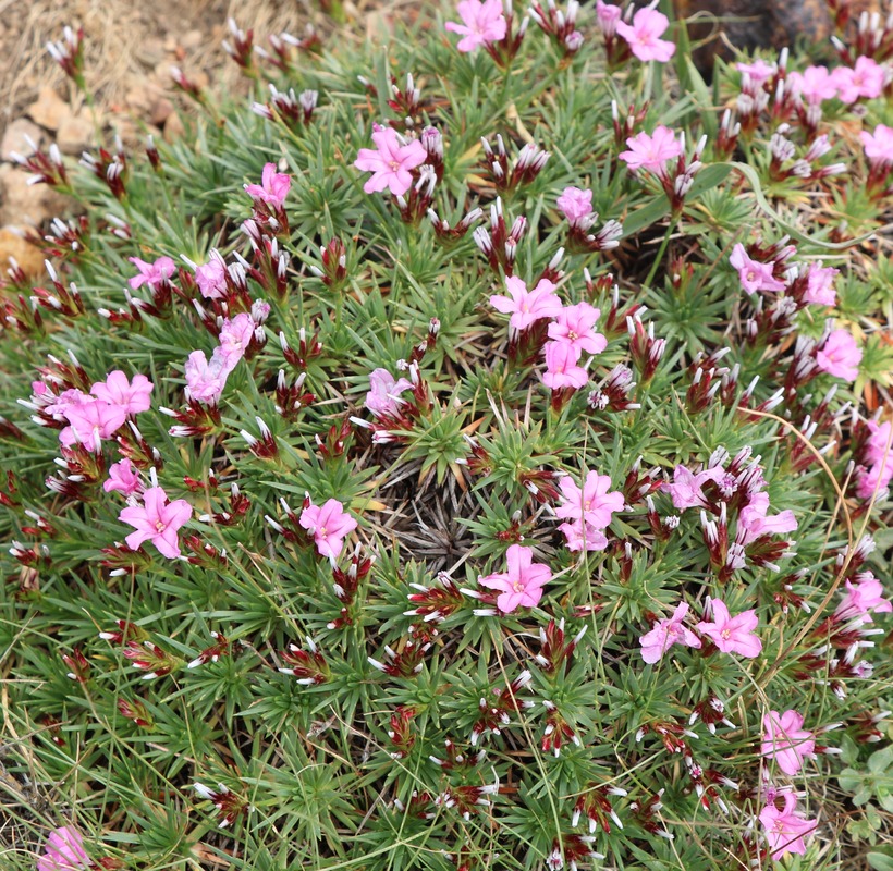 Image of genus Acantholimon specimen.