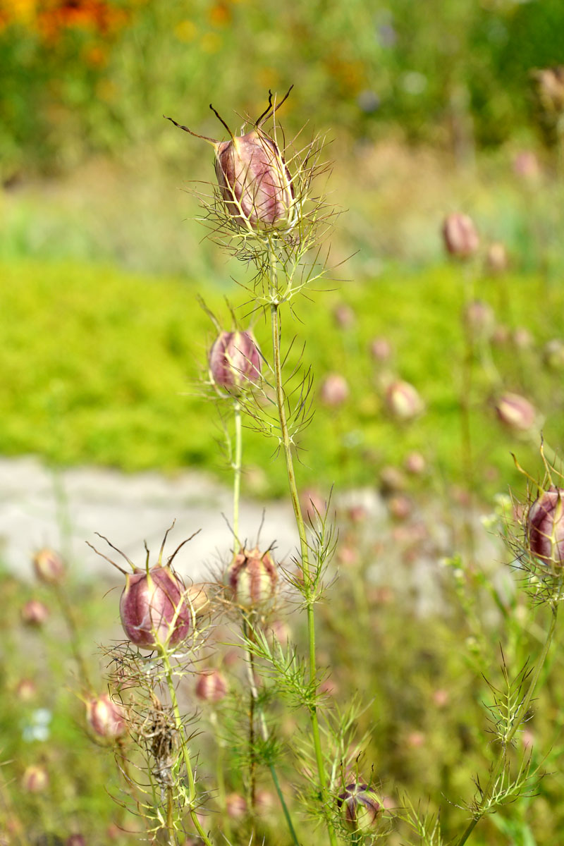 Image of Nigella damascena specimen.