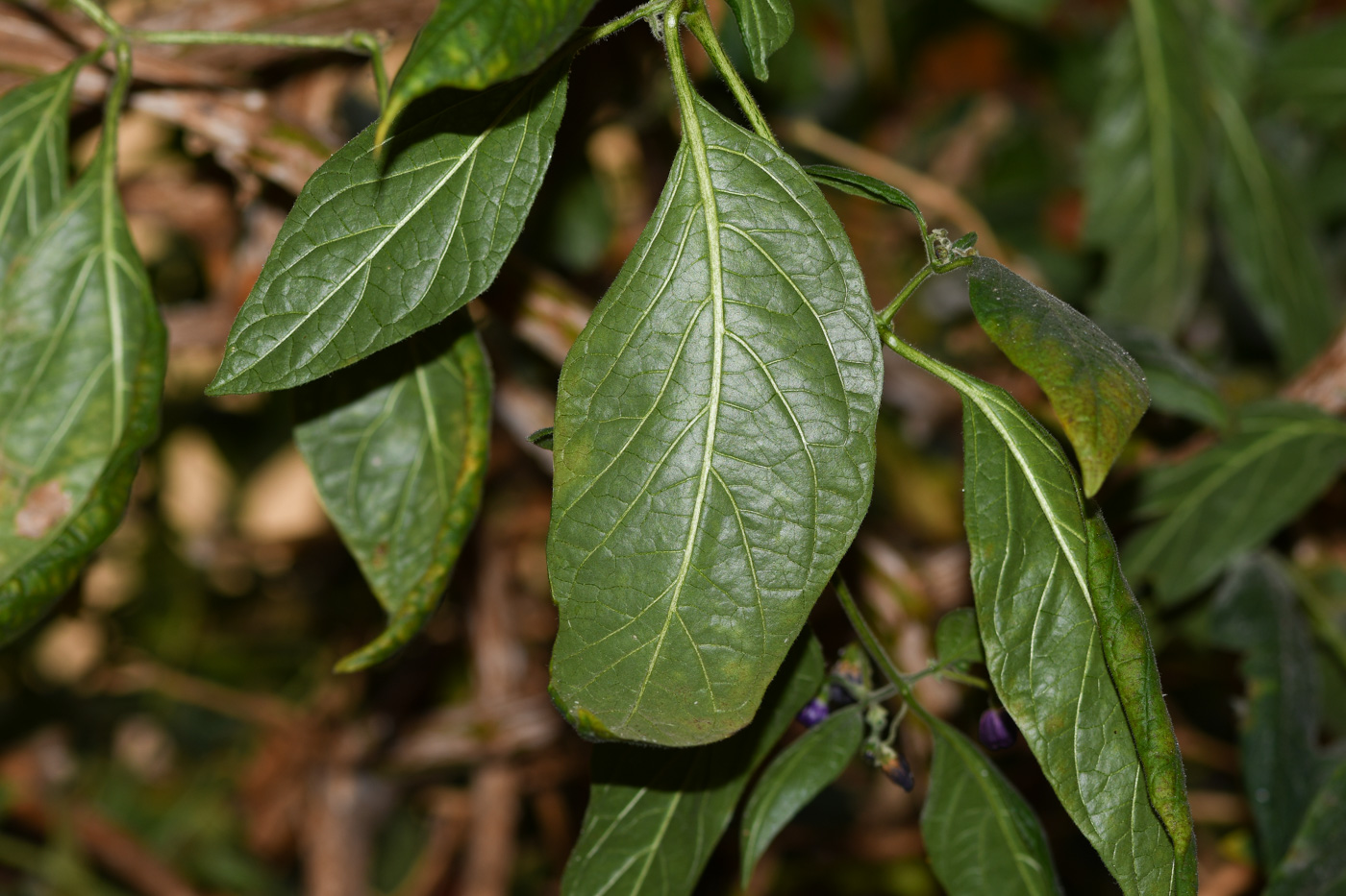 Image of Capsicum pubescens specimen.