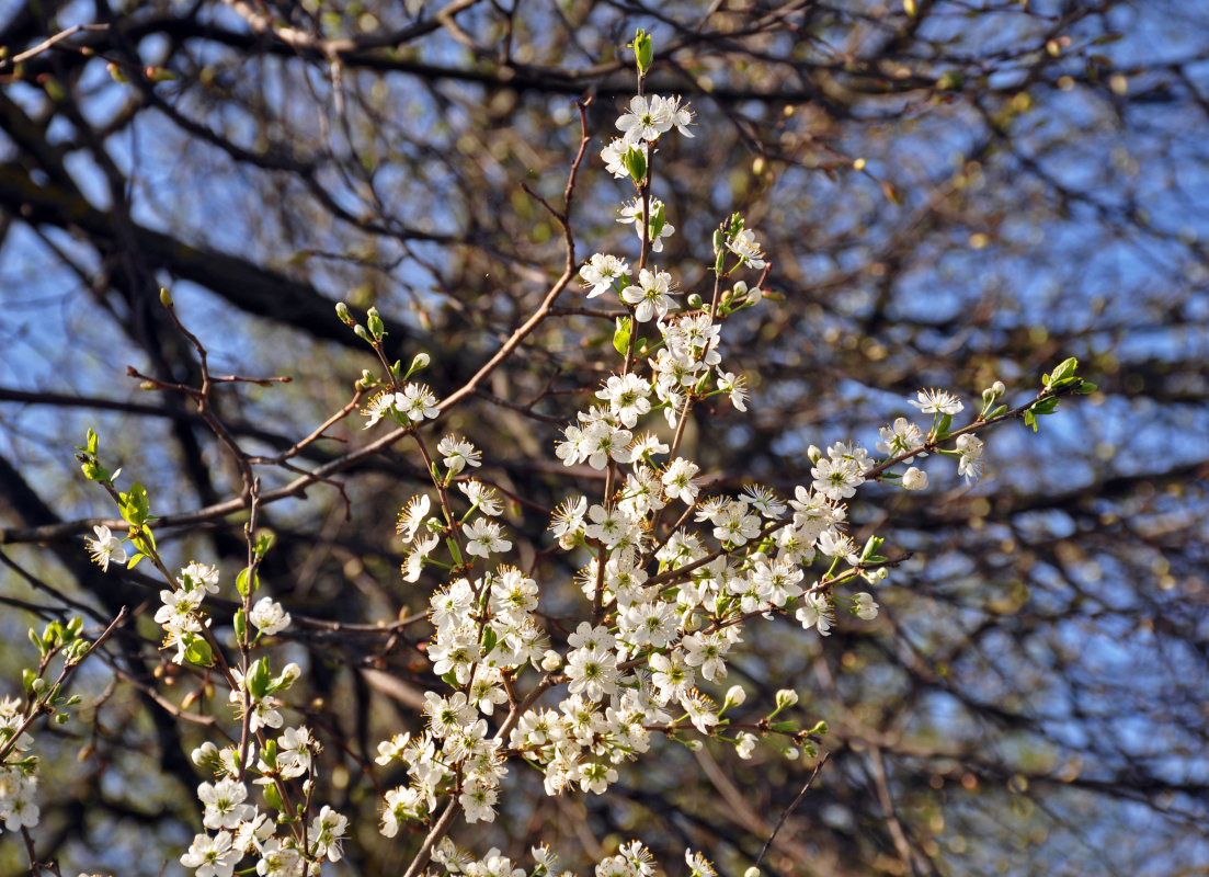 Изображение особи Prunus domestica.