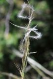 Stipa caucasica