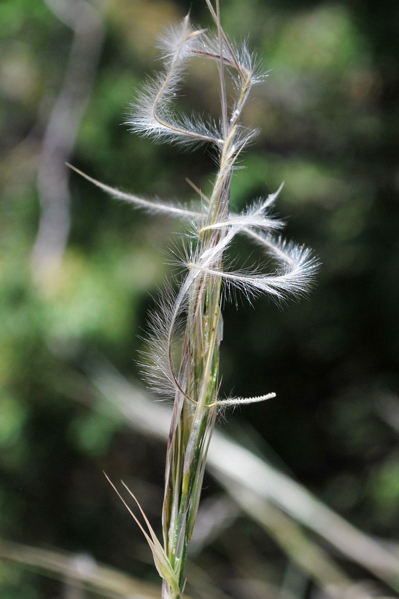 Изображение особи Stipa caucasica.