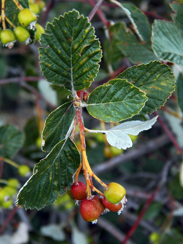 Image of Sorbus taurica specimen.