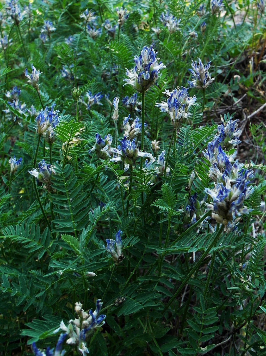 Изображение особи Astragalus tibetanus.