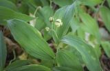 Smilacina stellata