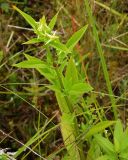 Halenia corniculata. Цветущее растение на влажном лугу. Приморский край, Ольгинский р-н, 6 км Ю-В с. Милоградово, бух. Красная Скала. 12.08.2009.