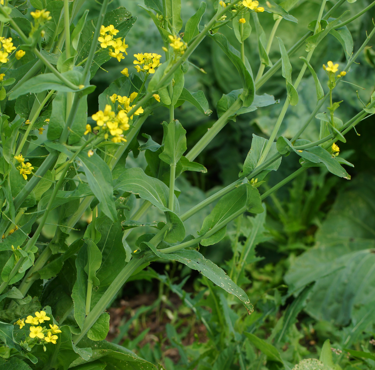 Изображение особи Brassica rapa ssp. pekinensis.