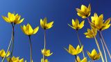 Tulipa sylvestris