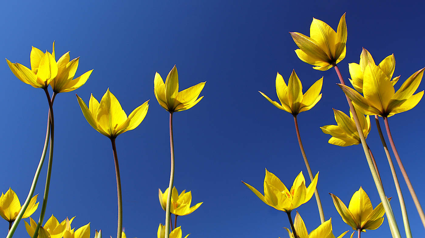 Изображение особи Tulipa sylvestris.