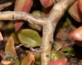 Sedum adolphi