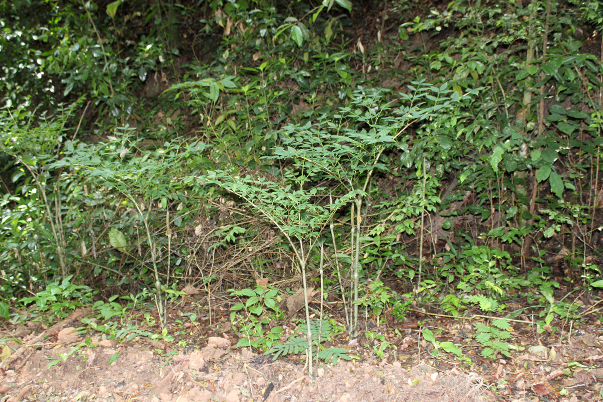 Image of Gonatopus boivinii specimen.