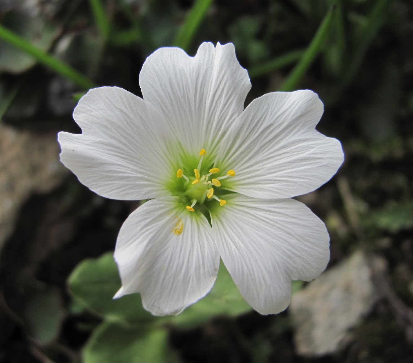 Изображение особи Cerastium undulatifolium.