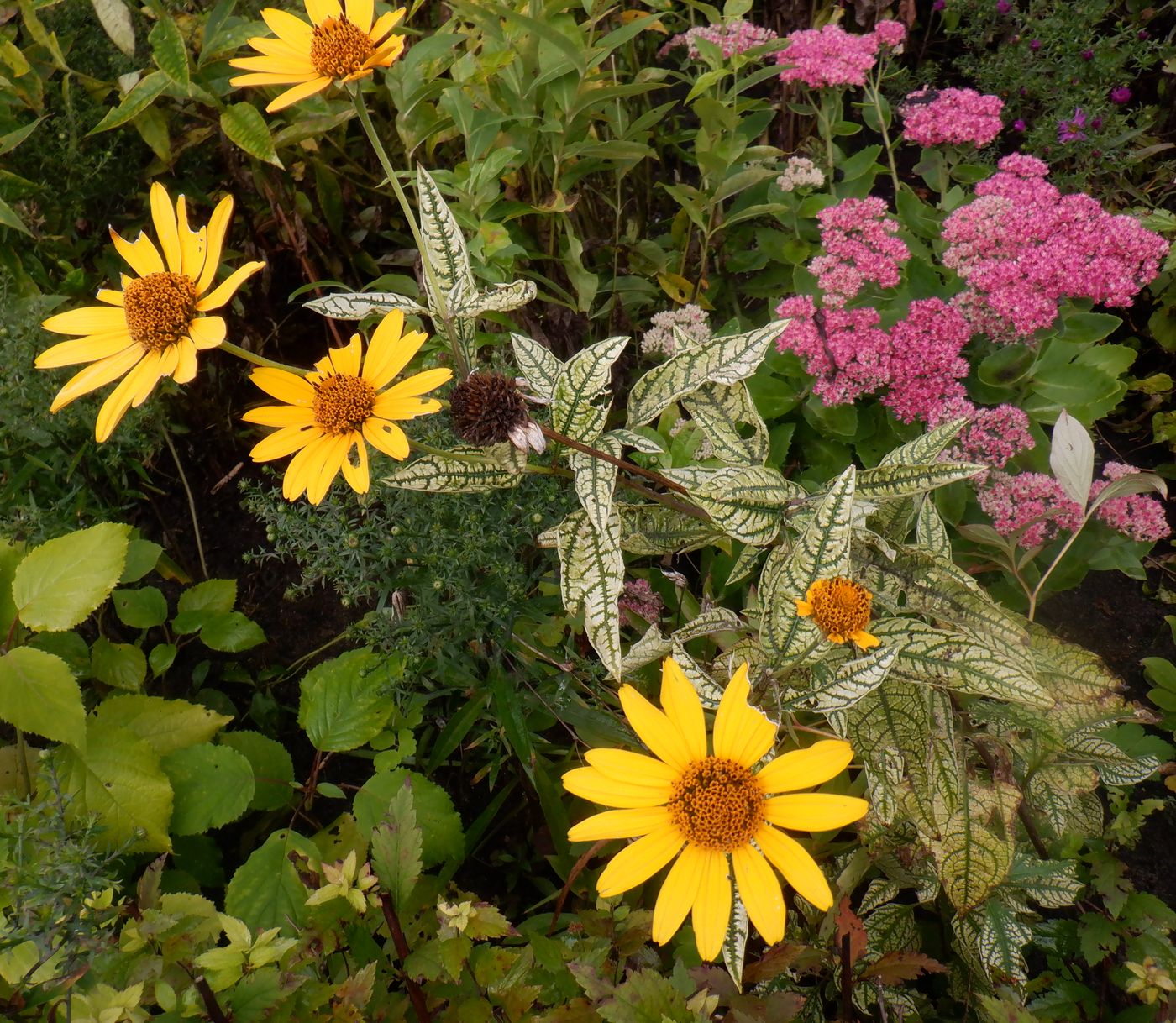 Изображение особи Heliopsis helianthoides ssp. scabra.