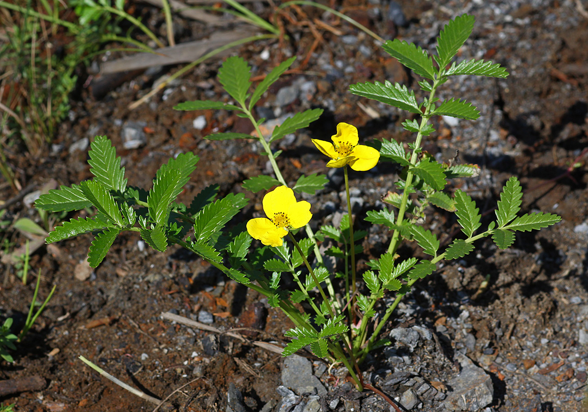 Изображение особи Potentilla pacifica.