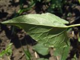 Fallopia convolvulus. Лист (вид на абаксиальную поверхность). Тульская обл., Плавский р-н, окр. пос. Молочные Дворы, пашня. 18.06.2018.