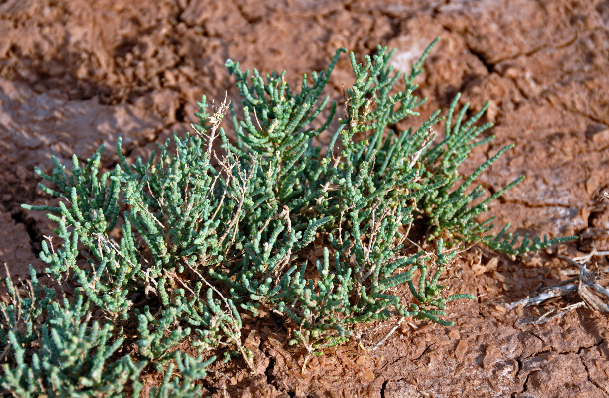 Image of Halocnemum strobilaceum specimen.