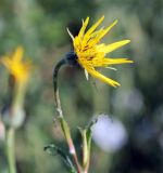 Tragopogon dasyrhynchus. Соцветие. Краснодарский край, МО г. Анапа, окр. с. Сукко, окр. оз. Сукко, луговина у дороги к озеру. 10.06.2019.